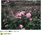 浪漫玫瑰花