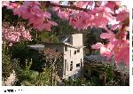 龍雲櫻花17