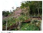 龍雲櫻花步道